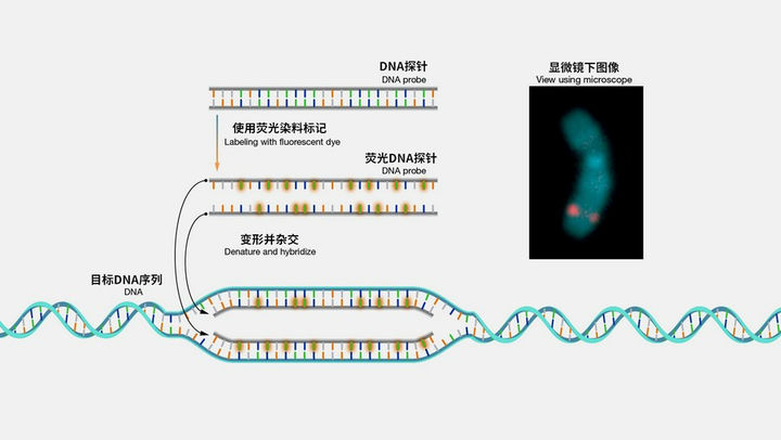 FISH_01.jpg FISH_01.jpg