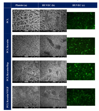 明美倒置熒光顯微鏡MF53-N助力南師大科研人員勇登SCI