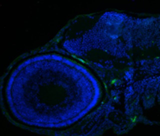 華中科技大學(xué)使用明美正置熒光顯微鏡發(fā)表SCI論文