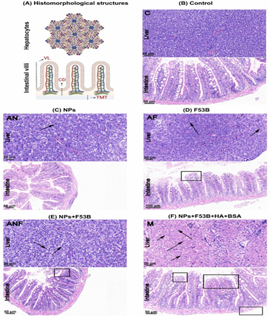 明美數(shù)字切片掃描儀揭示納米塑料與污染物協(xié)同毒性機(jī)制