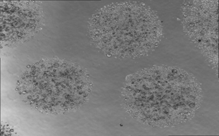 “類(lèi)器官”技術(shù)的崛起，是對(duì)動(dòng)物模型的一種傾軋嗎？